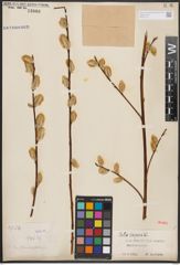 Foto von Salix caprea L.